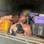 Phát hiện xe ô tô vận chuyển 1,2 tấn sản phẩm động vật có dấu hiệu không bảo đảm vệ sinh trên địa bàn phường Vĩnh Yên, tỉnh Phú Thọ.